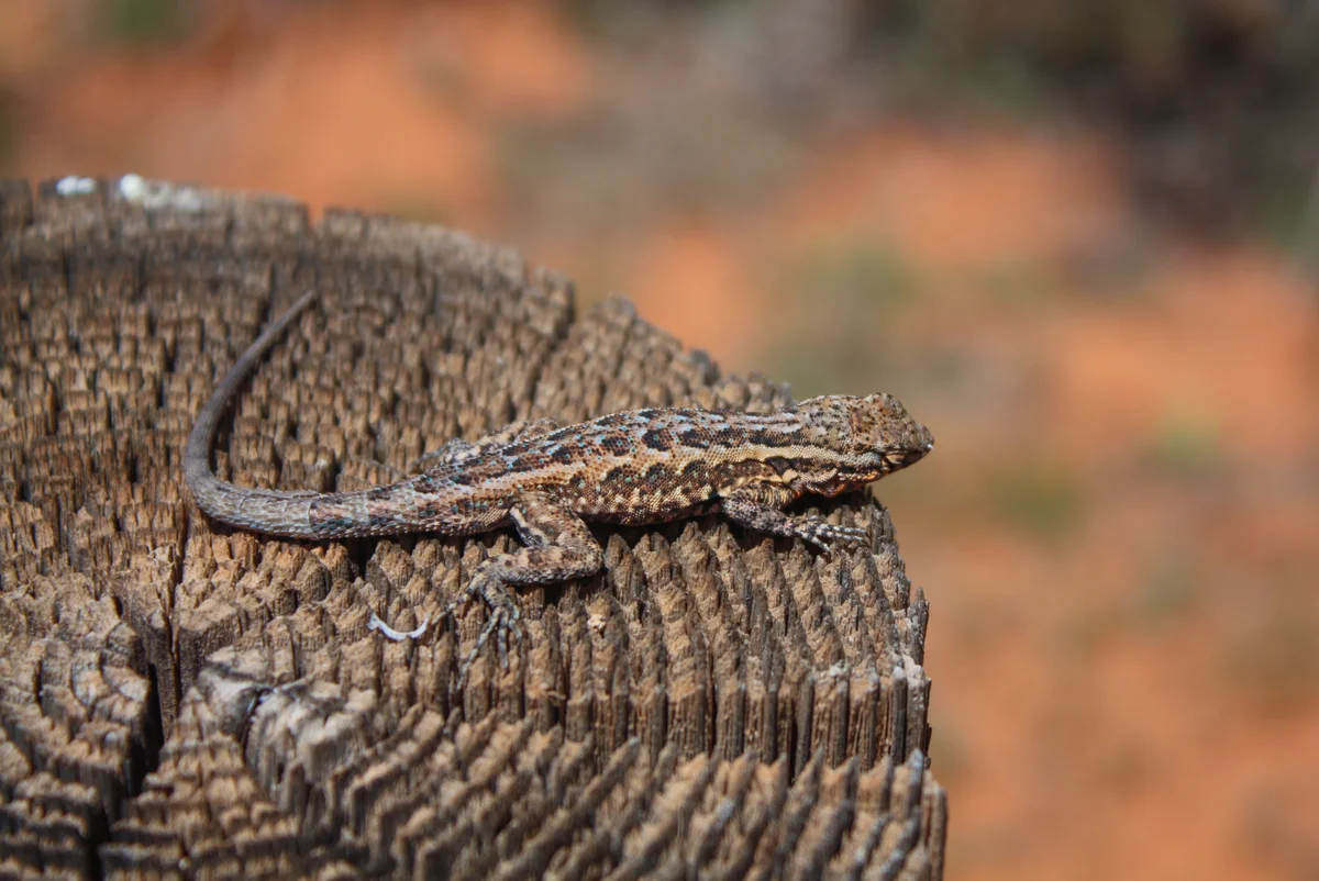 Photography collection item