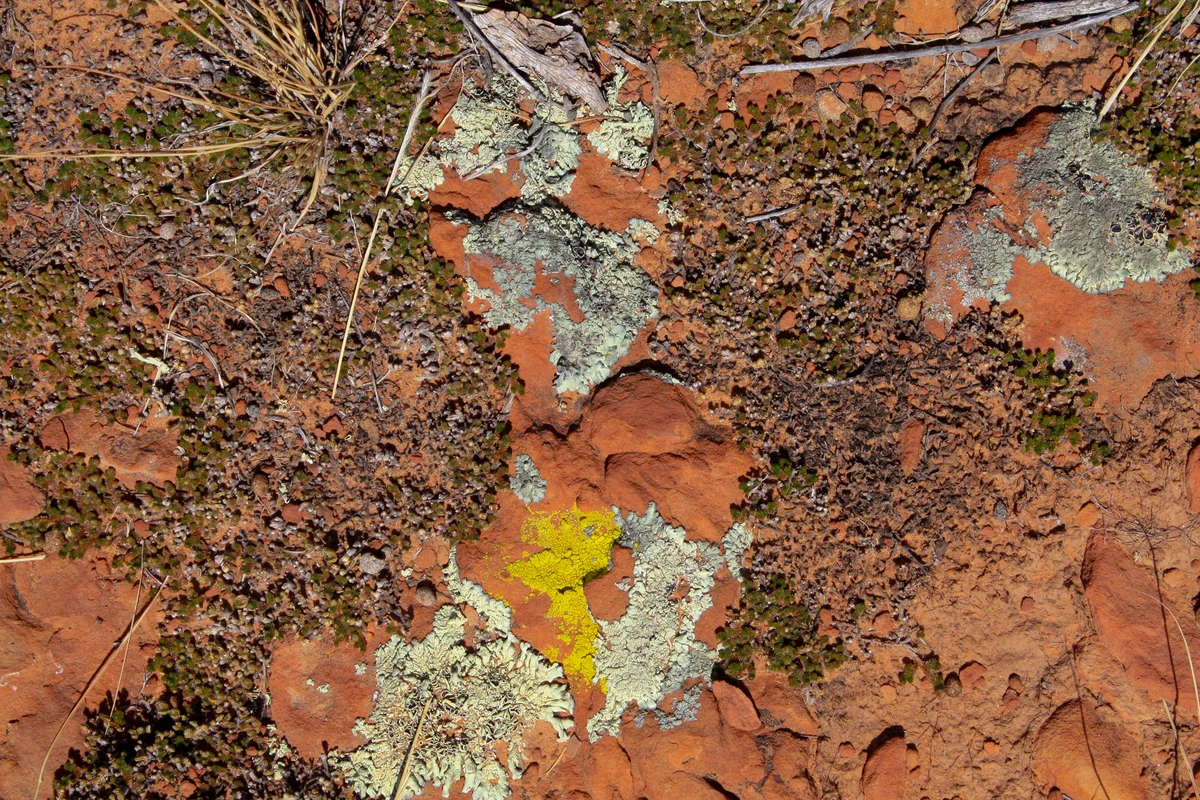 Photography collection item