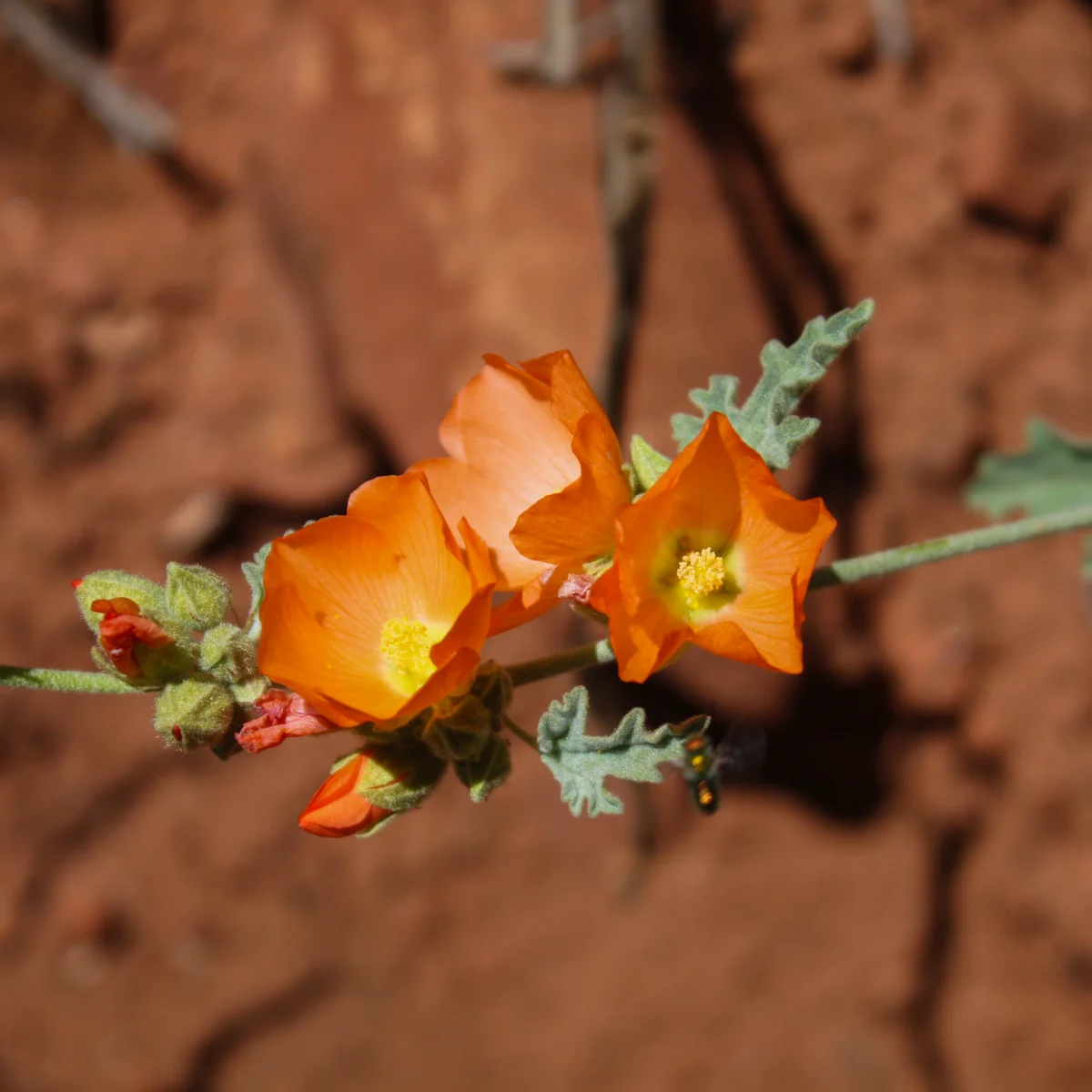 Photography collection item