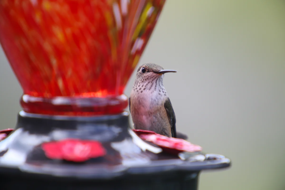 Photography collection item