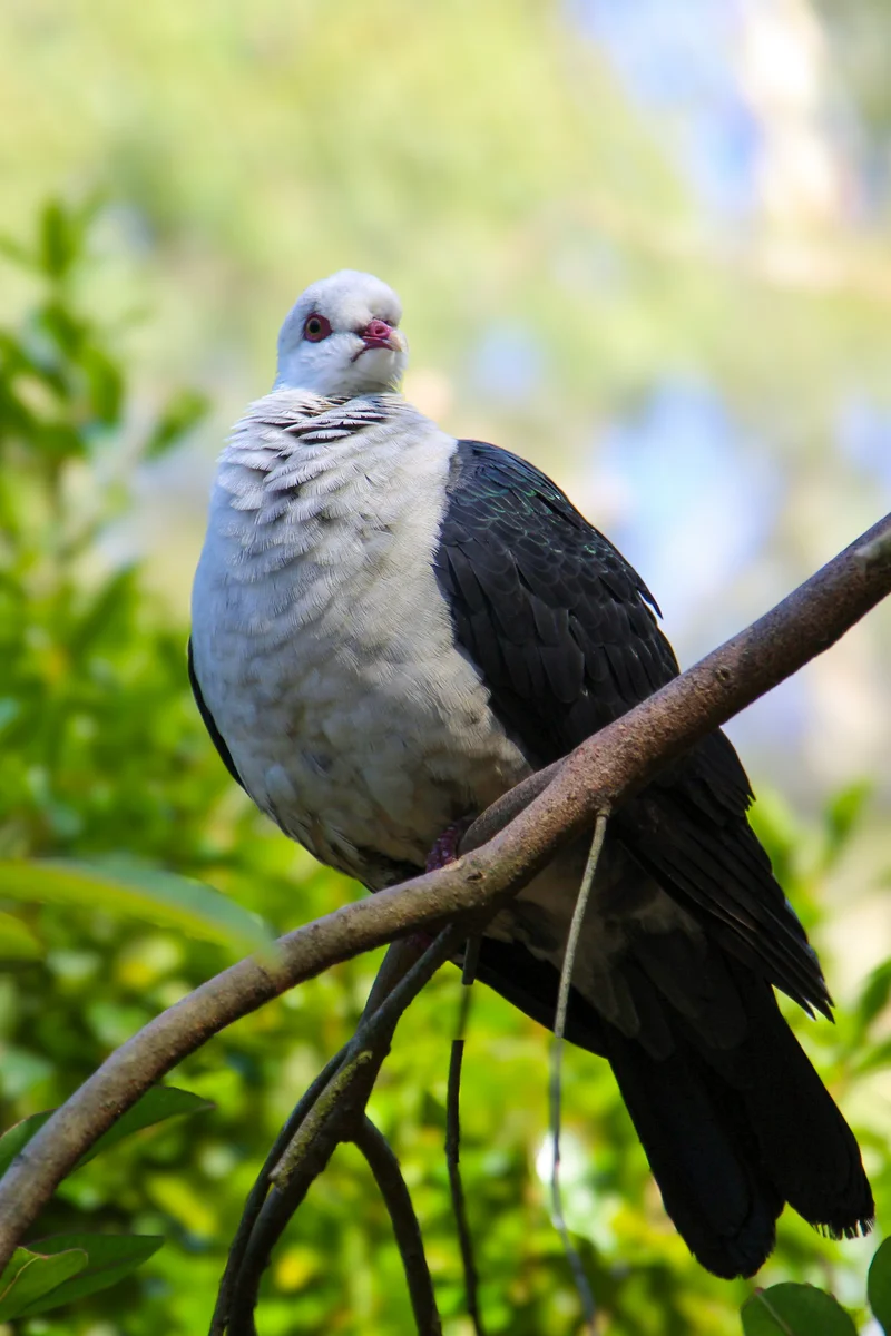 Photography collection item