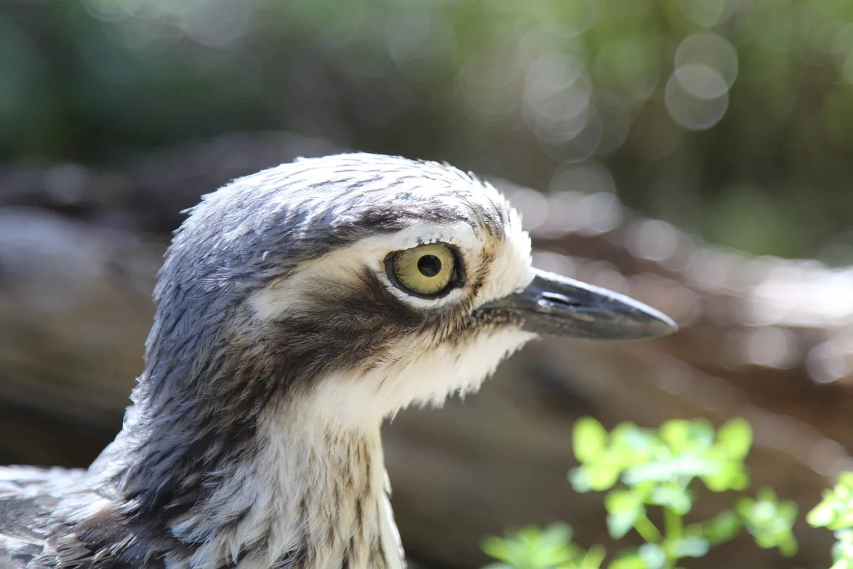 Photography collection item