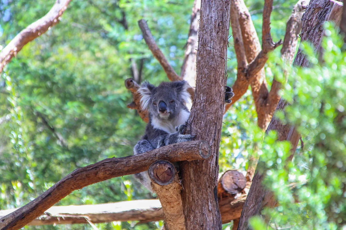 Photography collection item