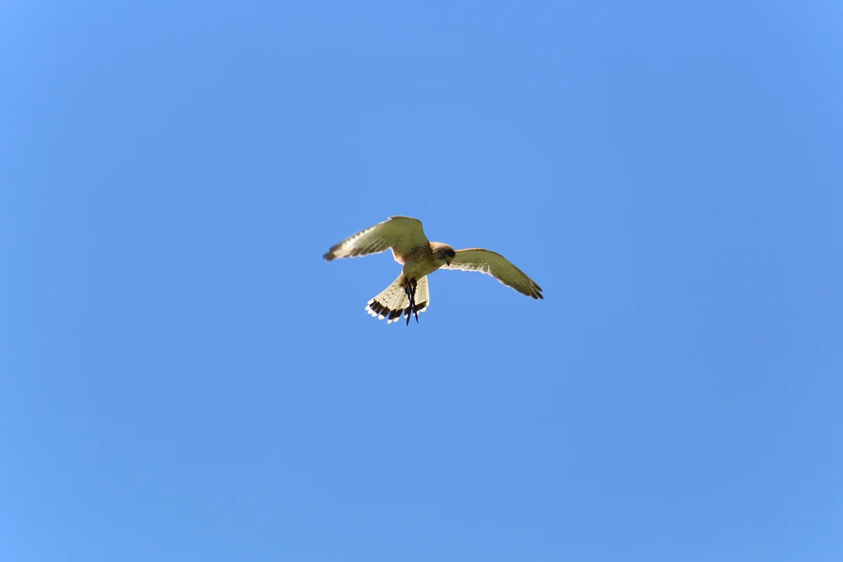 Photography collection item