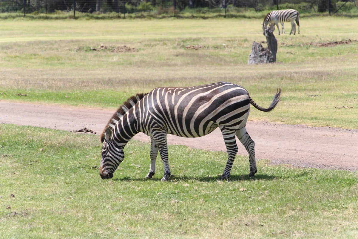 Photography collection item