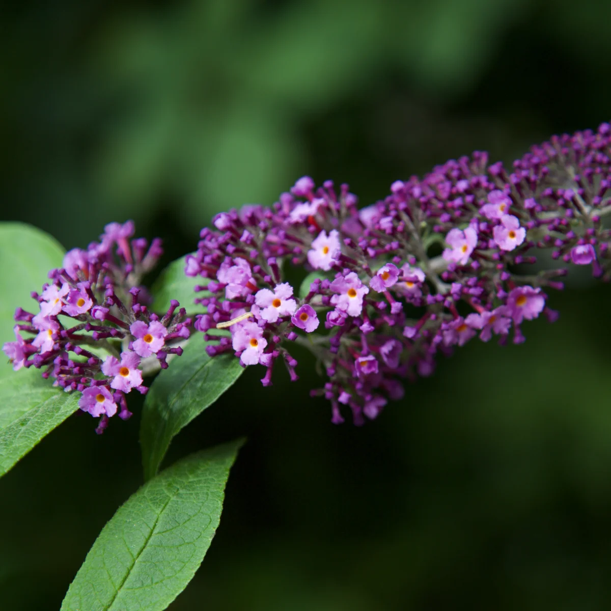 Photography collection item