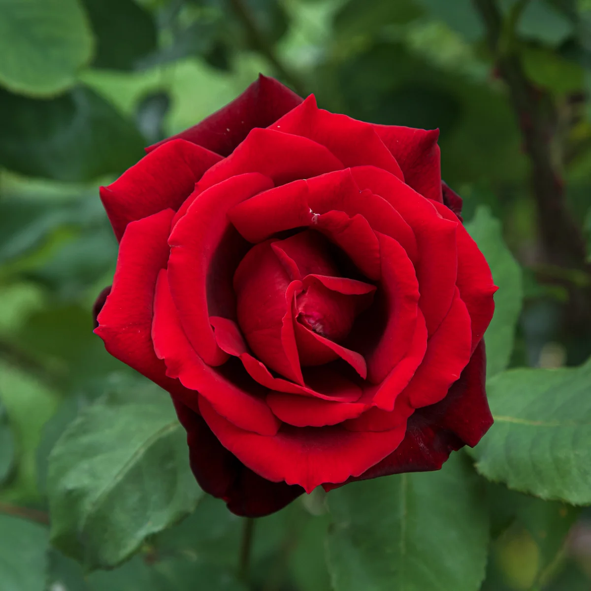 Photography collection item