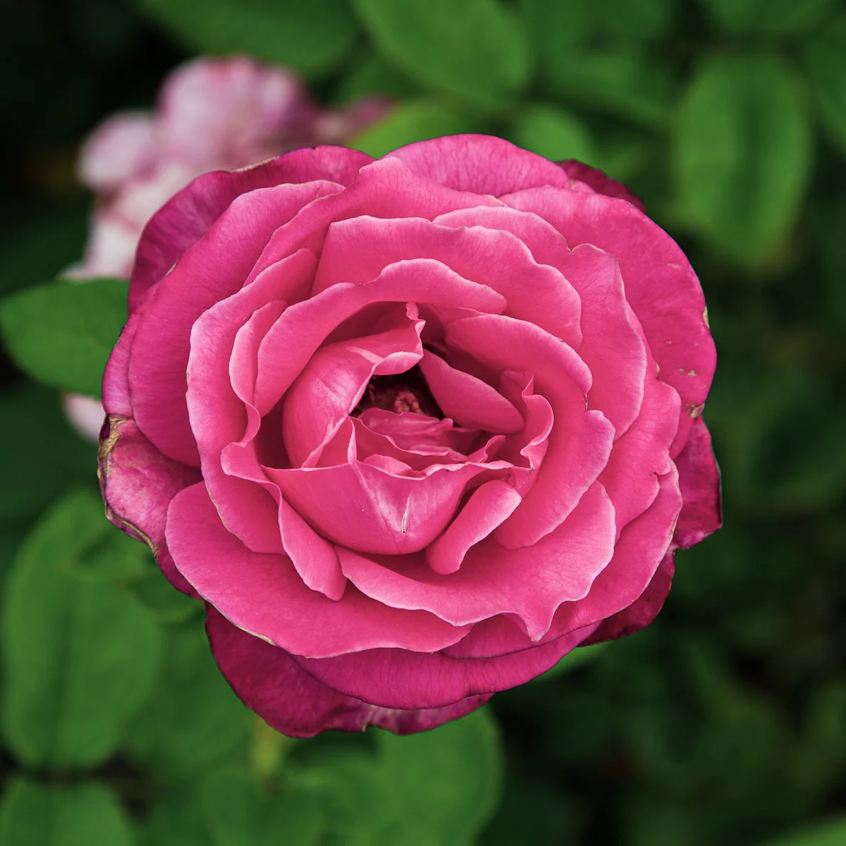 Photography collection item