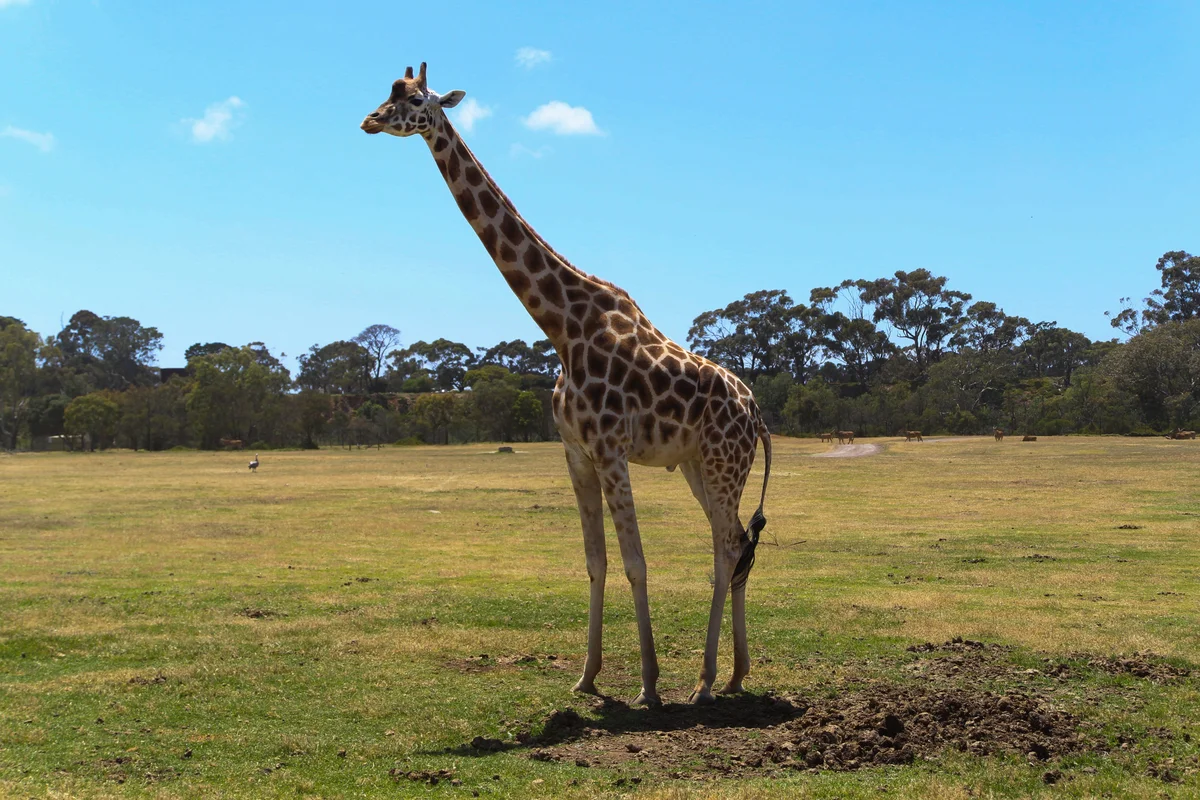 Photography collection item